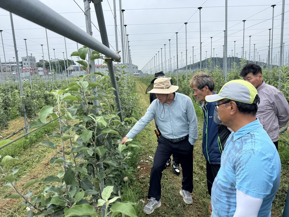 김포시, 2025년 사과 재배 현장컨설팅 교육 성료