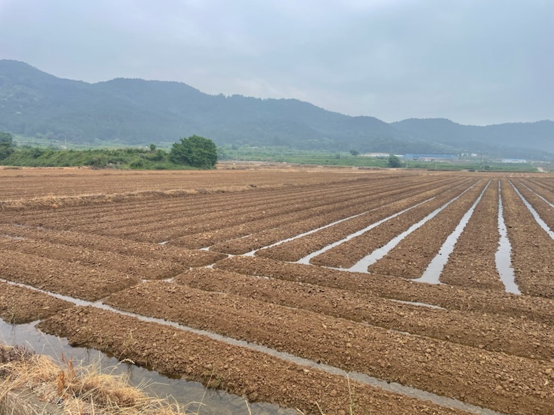 영광군, 장마철 논콩 재배 적기 파종과 철저한 배수 관리 당부