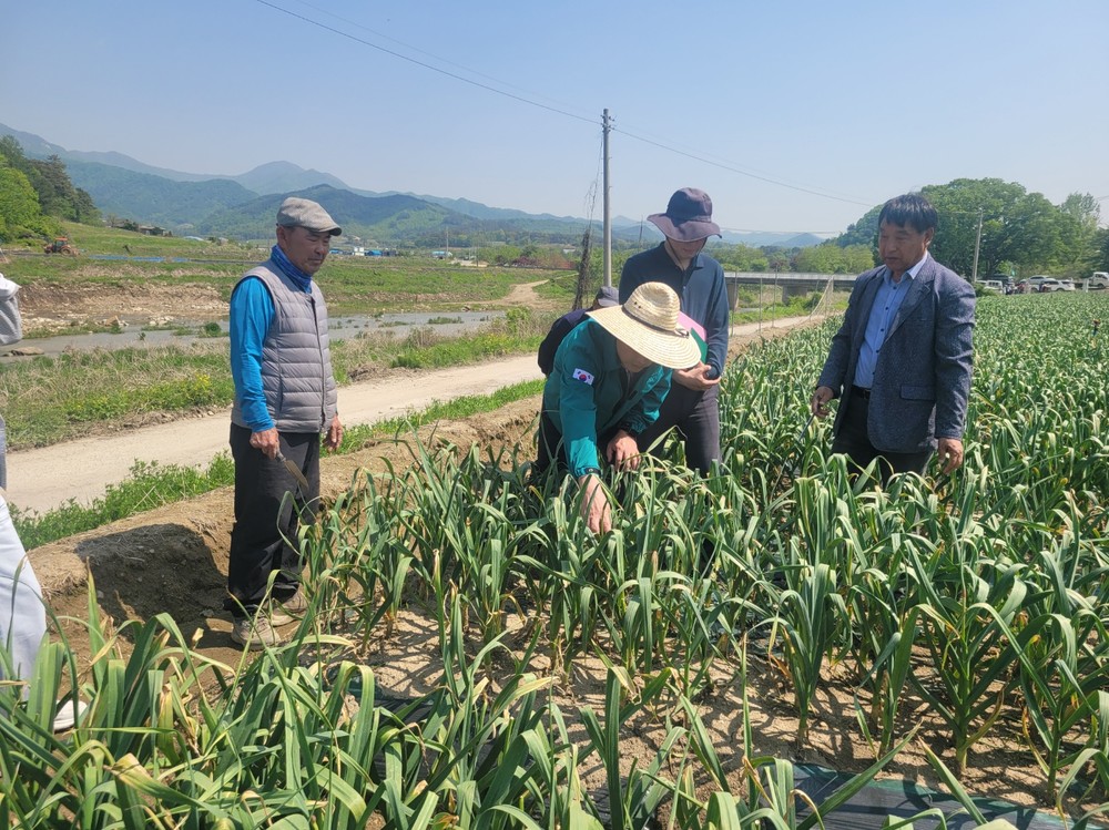 진안군, 지역에 맞는 마늘 찾아 농가소득 새 길 연다