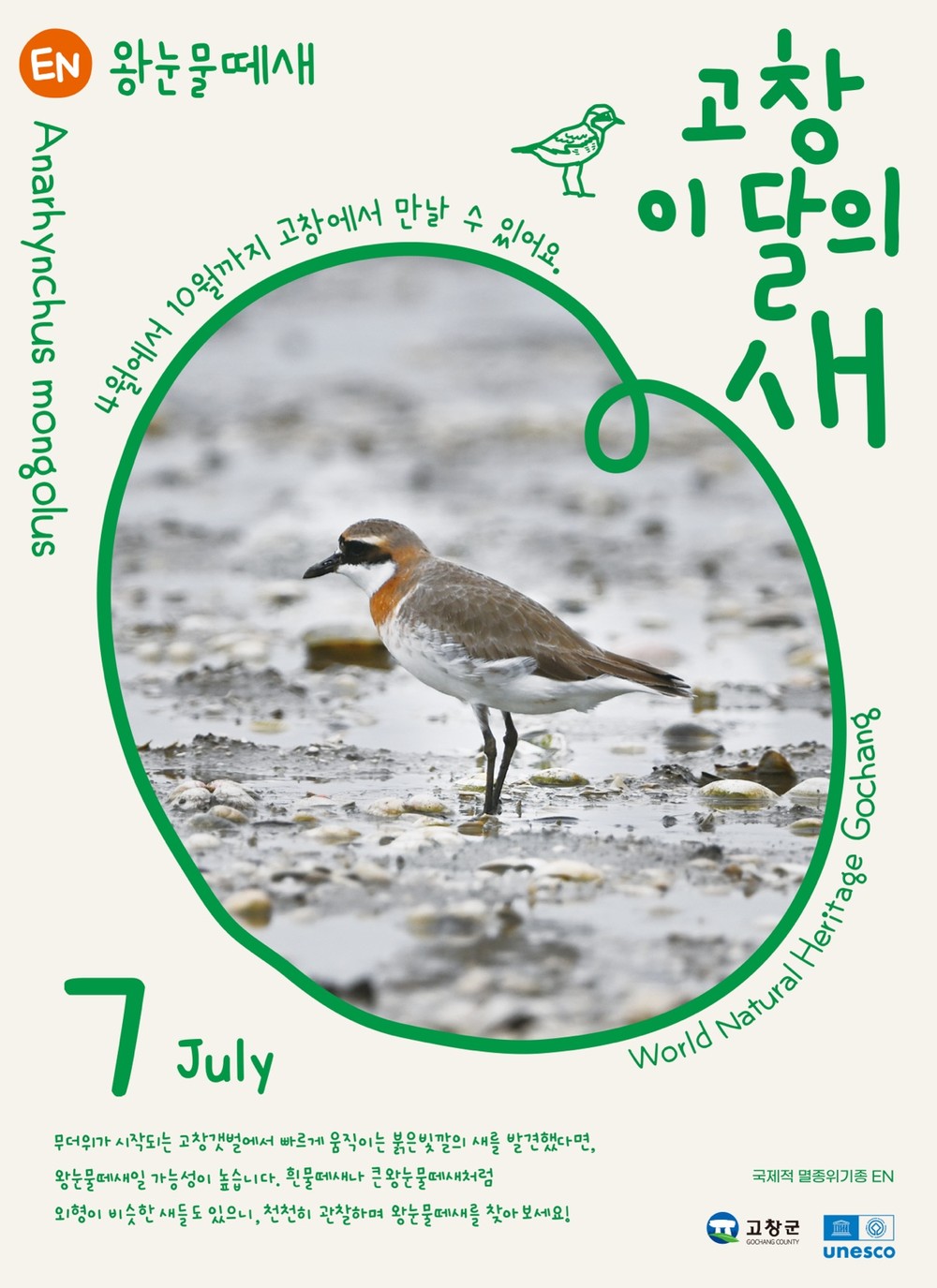 고창군, 7월 ‘고창갯벌 이달의 새’로 ‘왕눈물떼새’ 선정