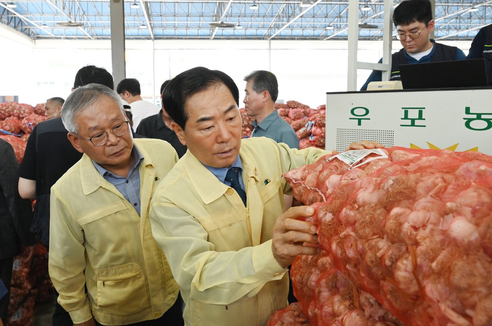마늘 최대 생산지 창녕군, 2025년 햇마늘 경매시작