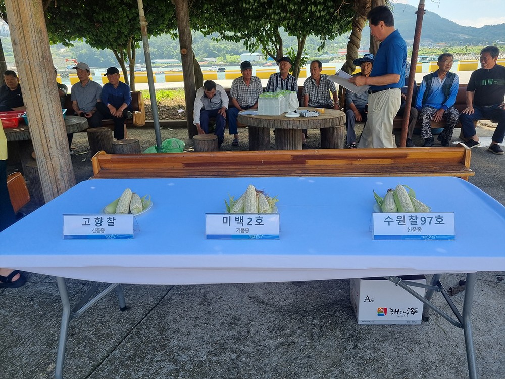 여수시, 신품종 옥수수 ‘수원찰97호’ 식미평가회 개최…농가 큰 호응
