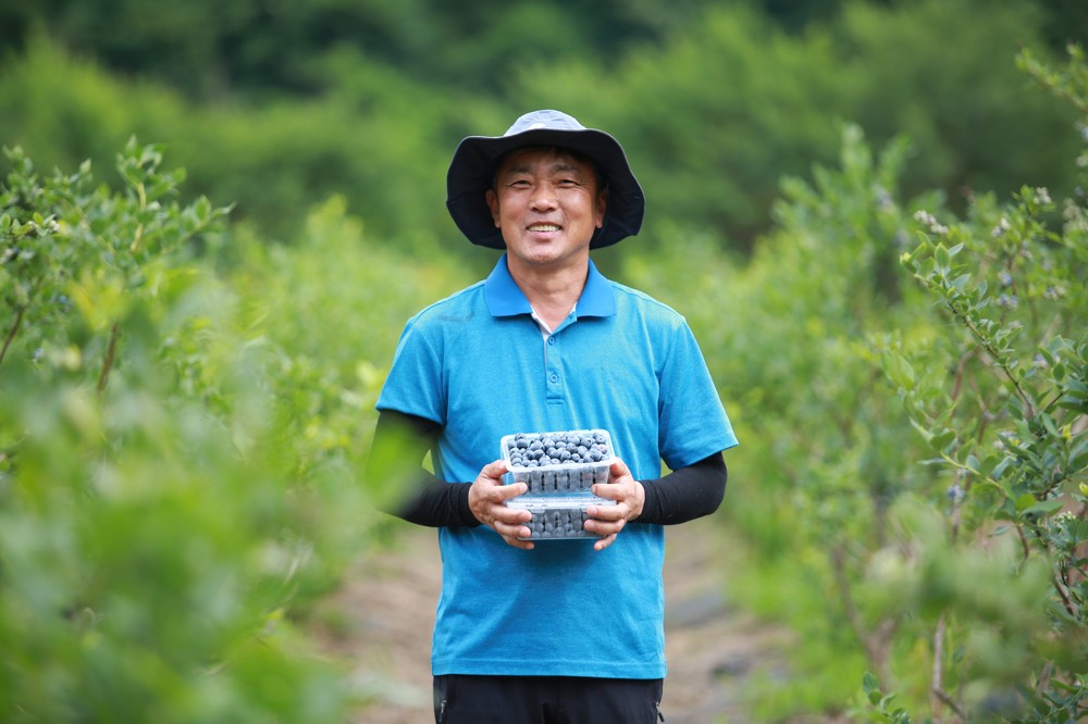 무더운 여름, 인제 블루베리 맛 보세요! … 인제군 블루베리 본격 출하
