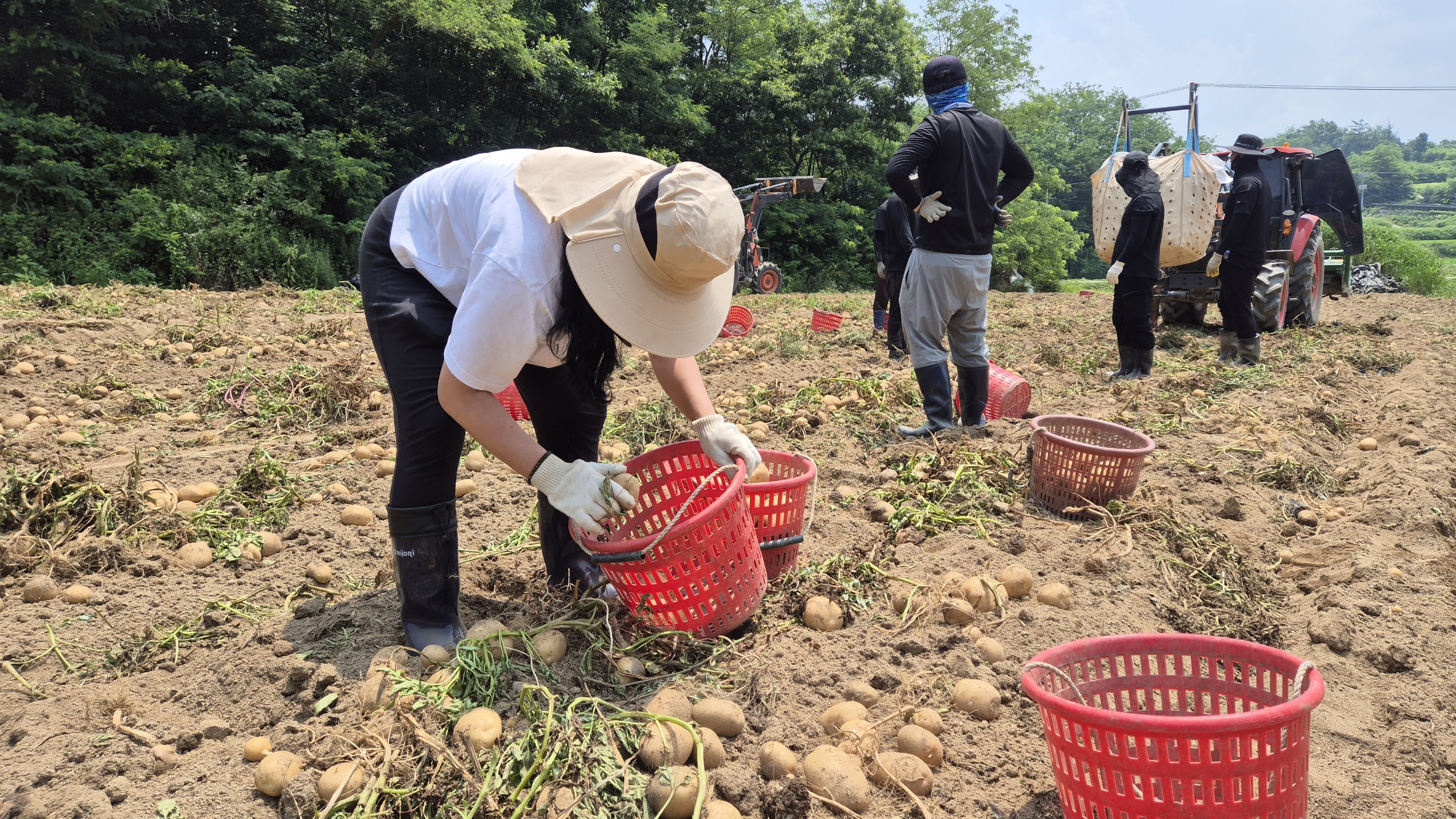 예천군 4-H 연합회, 공동 과제포 감자 수확 실시