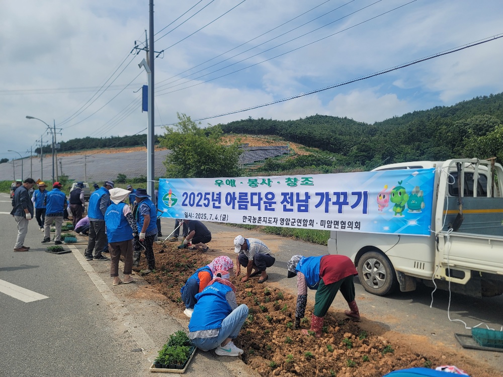 영암 미암면농촌지도자회, 아름다운 소국꽃길 가꿔