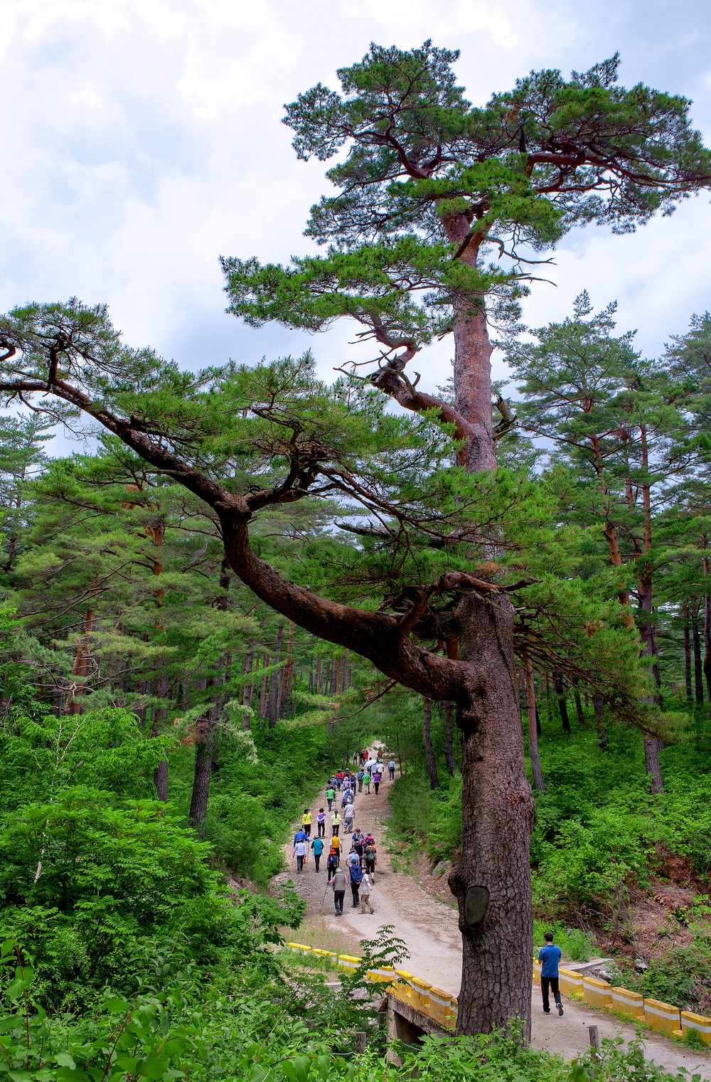 울진 금강송 산지농업시스템, 세계중요농업유산 등재 쾌거