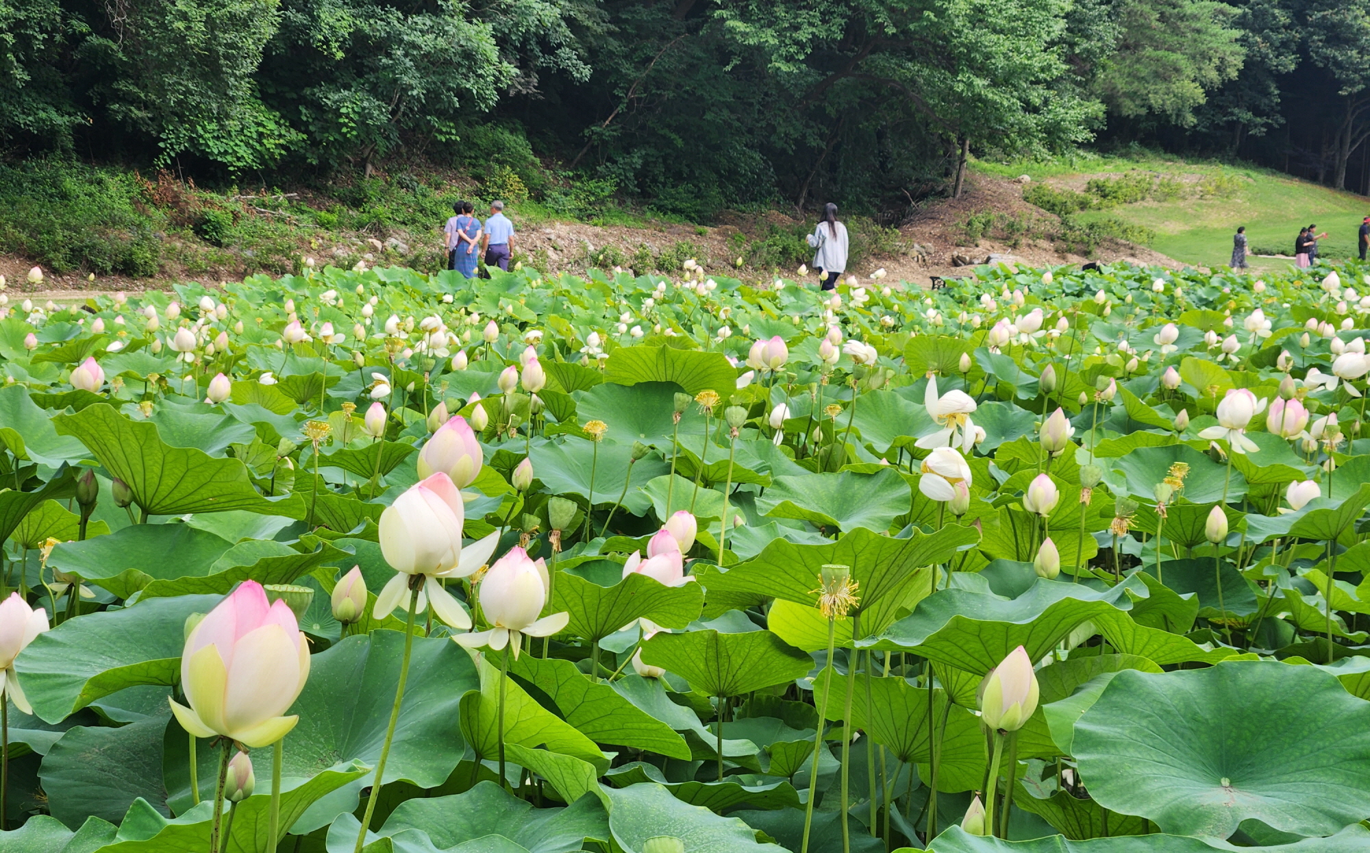 보은군 속리산 연꽃단지, 이번 주말‘꽃물결’장관 기대
