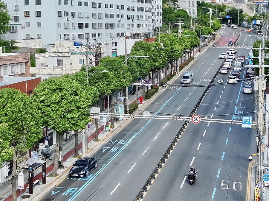 부산 남구, 은행나무 테마전정‘동그라미, 네모’가로수 정비사업 추진