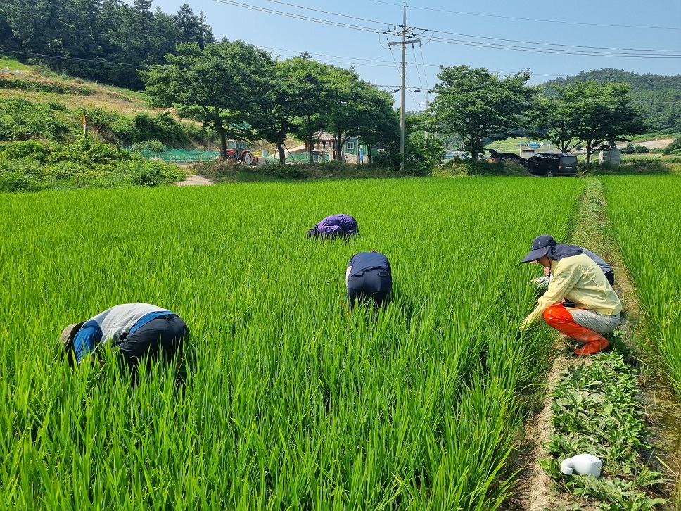 신안군, 벼 병해충 조기 예찰로 선제적 방어 총력