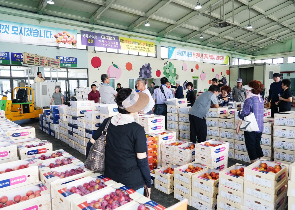 전국 최대 과일의 고장 영천, 여름철 과일 본격 출하!