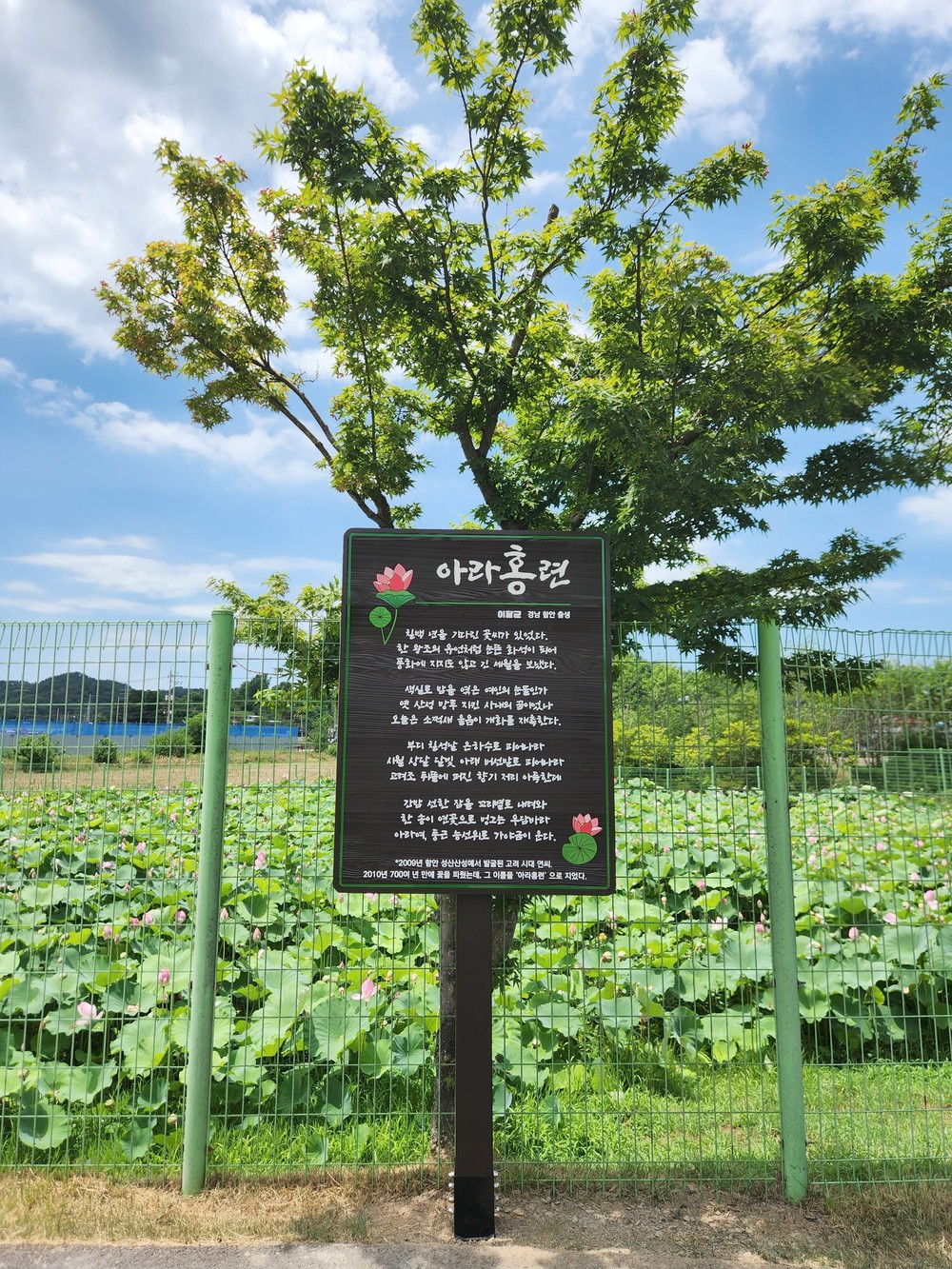 함안박물관, 이달균 시인 작품 ‘아라홍련’ 야외 전시