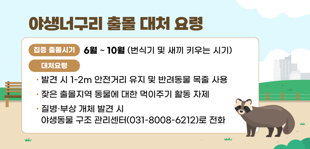 잦아진 야생너구리 출몰…안양시, 대처요령 시민 홍보 나서