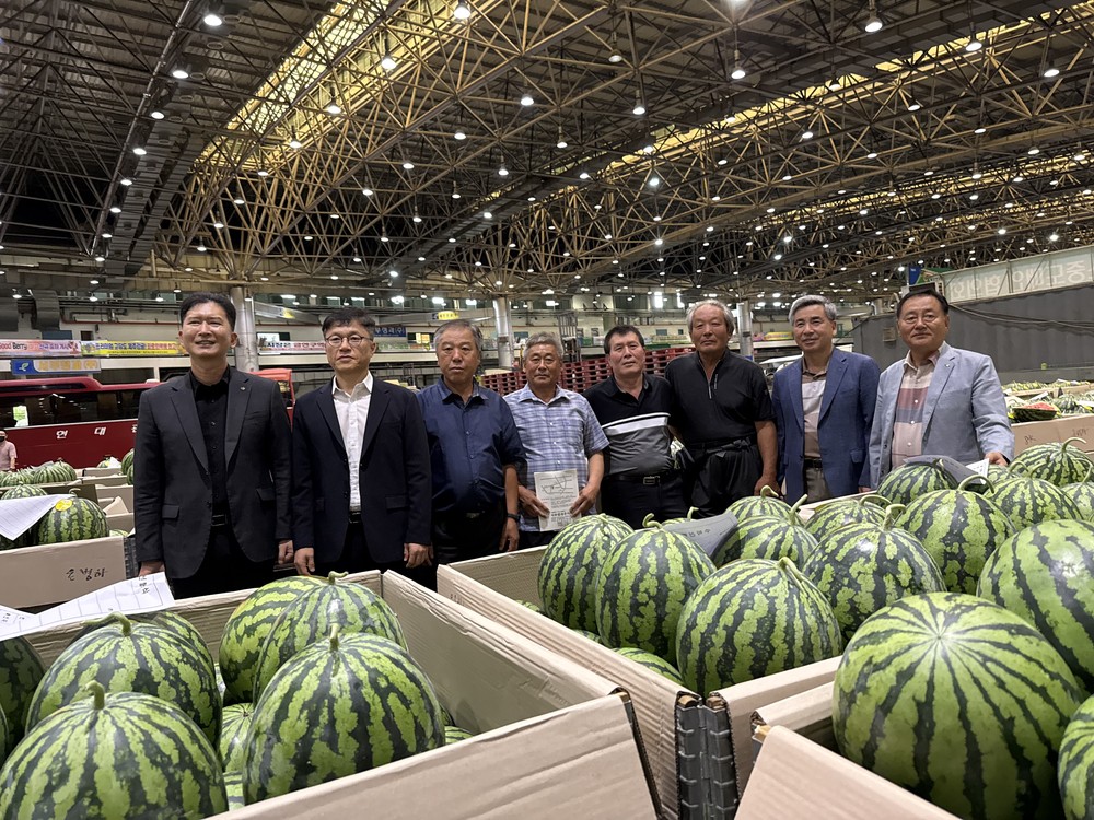 11kg 경매 최고가 4만5000원 기록, 양구수박 첫 출하