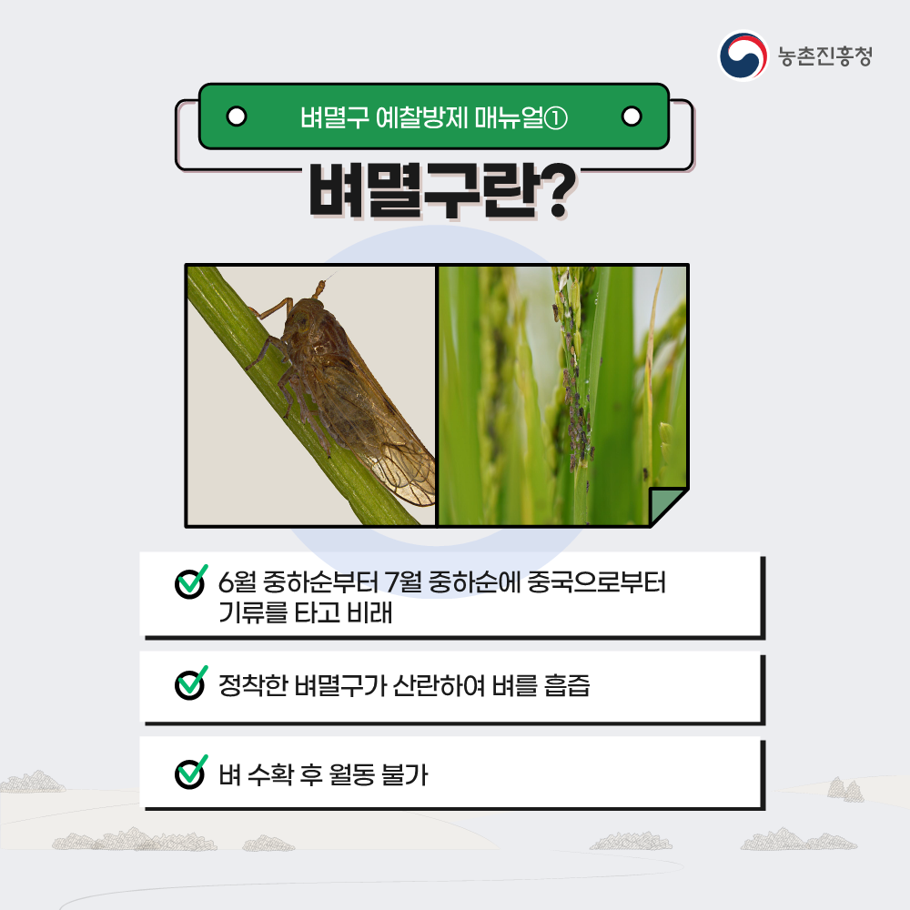 지난해보다 빨리 날아온 ‘벼멸구’ 제때 방제 철저