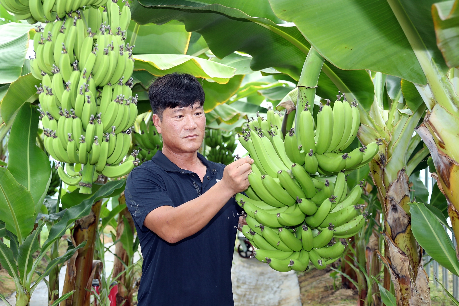정읍 정우면서 바나나 재배 성공… 미래 농업 새 소득원 부상