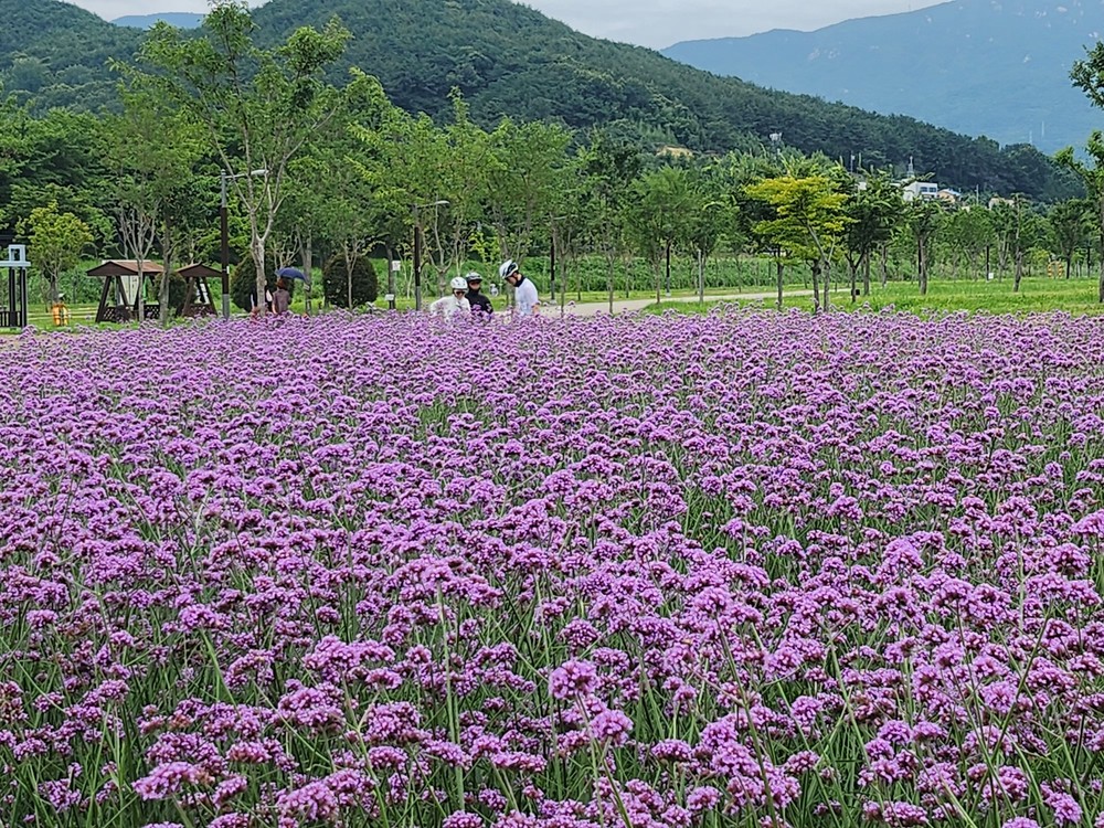 여름의 낭만, 황산공원 보랏빛 물결의 향연