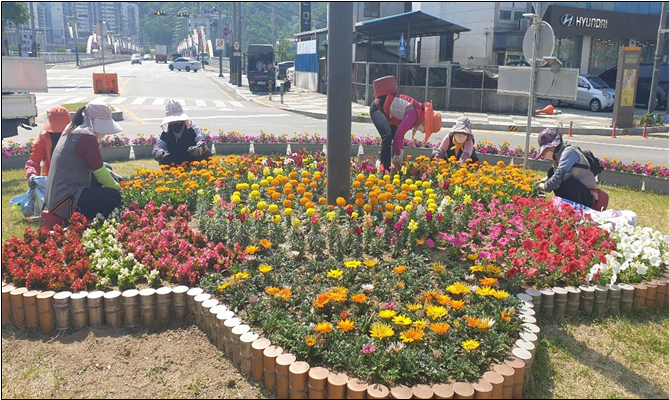 홍천군, 꽃길로 변모! 60,210본 식재로 도심 속 아름다운 꽃밭으로 변신