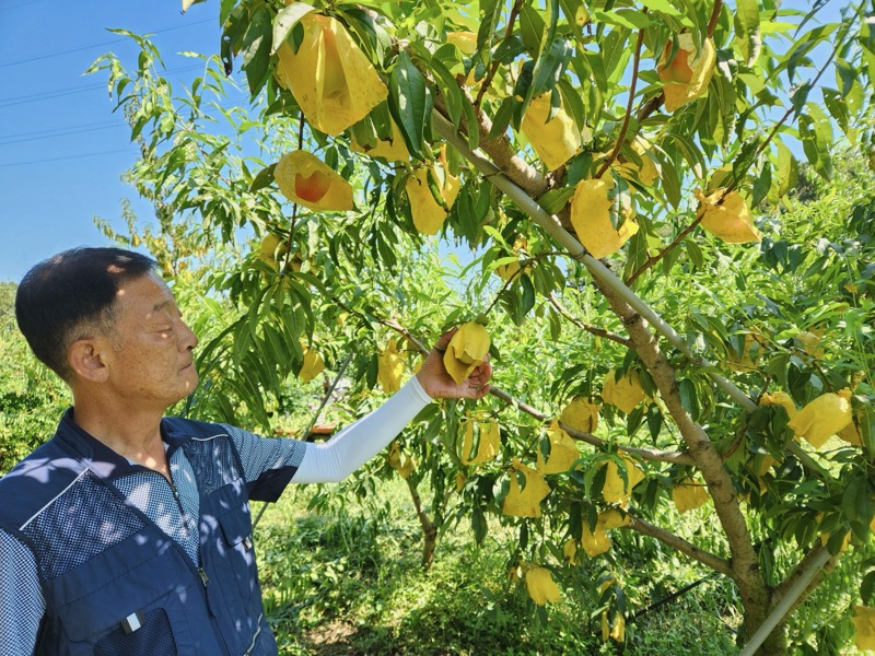 여주시, 과수 탄저병 예방 총력