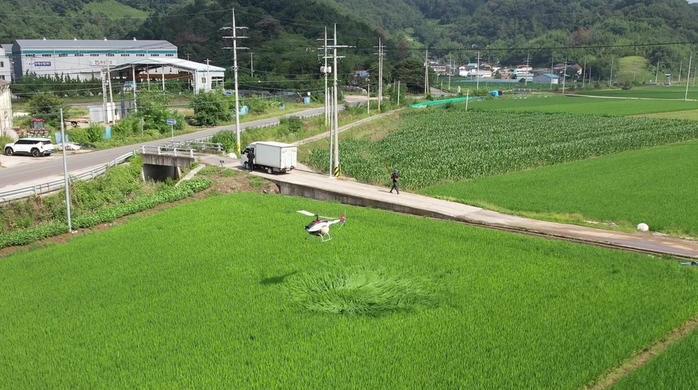 의령군, 집중호우 병해충 확산 대비...무인헬기 공동방제