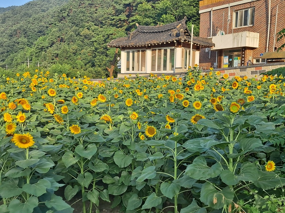 곡성군, 청정전남 으뜸마을 추진현황 현장점검 추진!