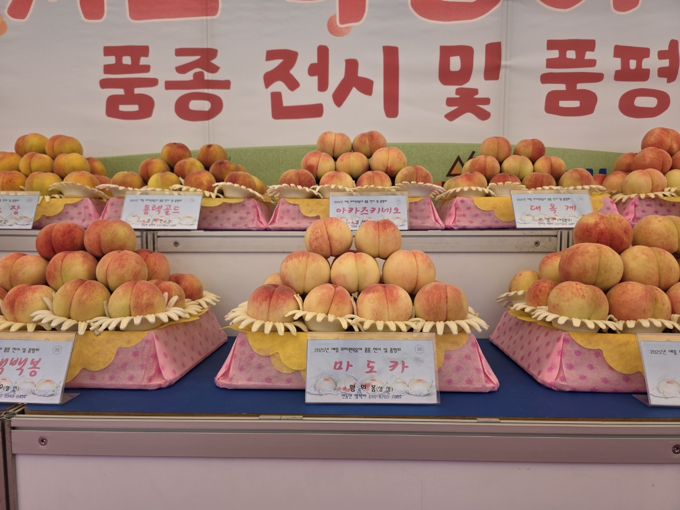 소비자 선호도 가장 높은 조치원복숭아 품종은 마도카