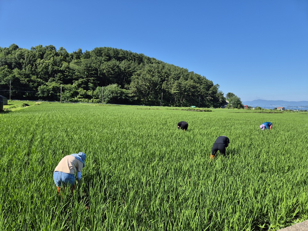 사천시, 농촌진흥청‧경남농업기술원과 합동으로 벼 비래해충 예찰 실시