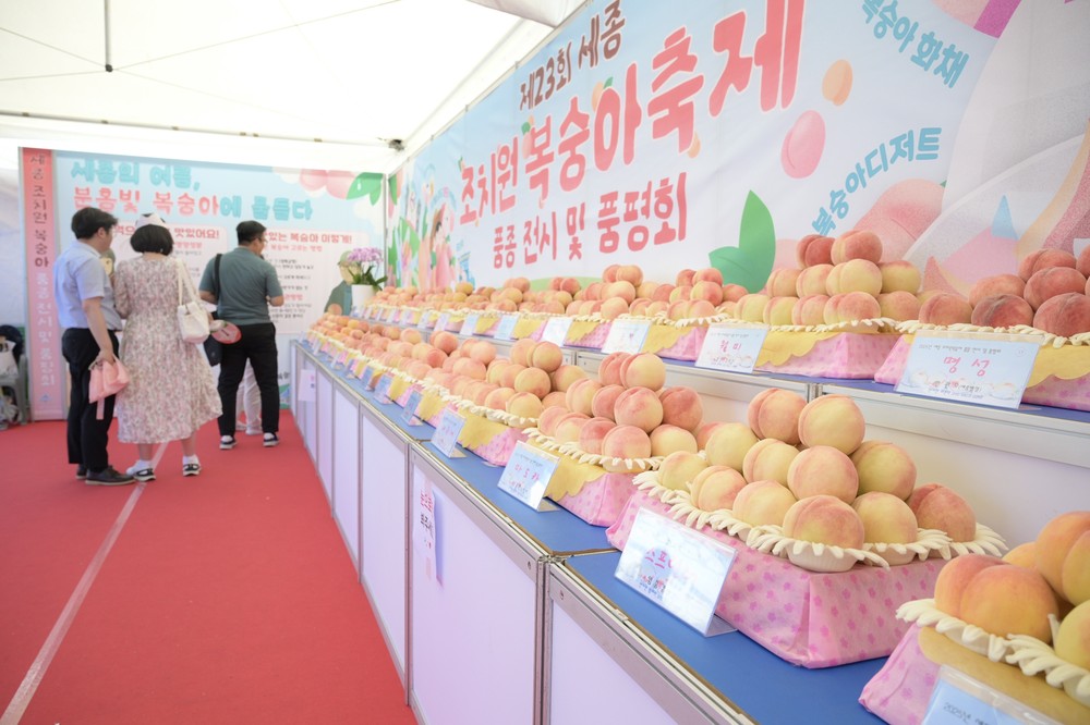 무더위 잠재운 조치원복숭아 축제 흥행 신기록