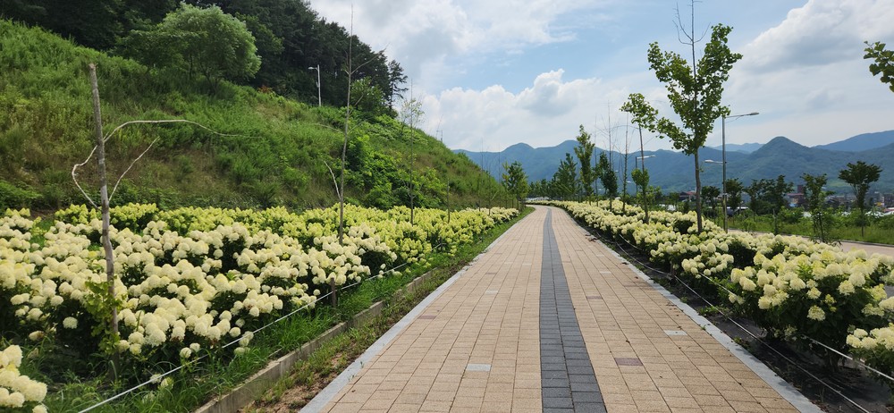 옥천묘목공원의 활짝 핀 수국으로 웃음 꽃 피우세요~