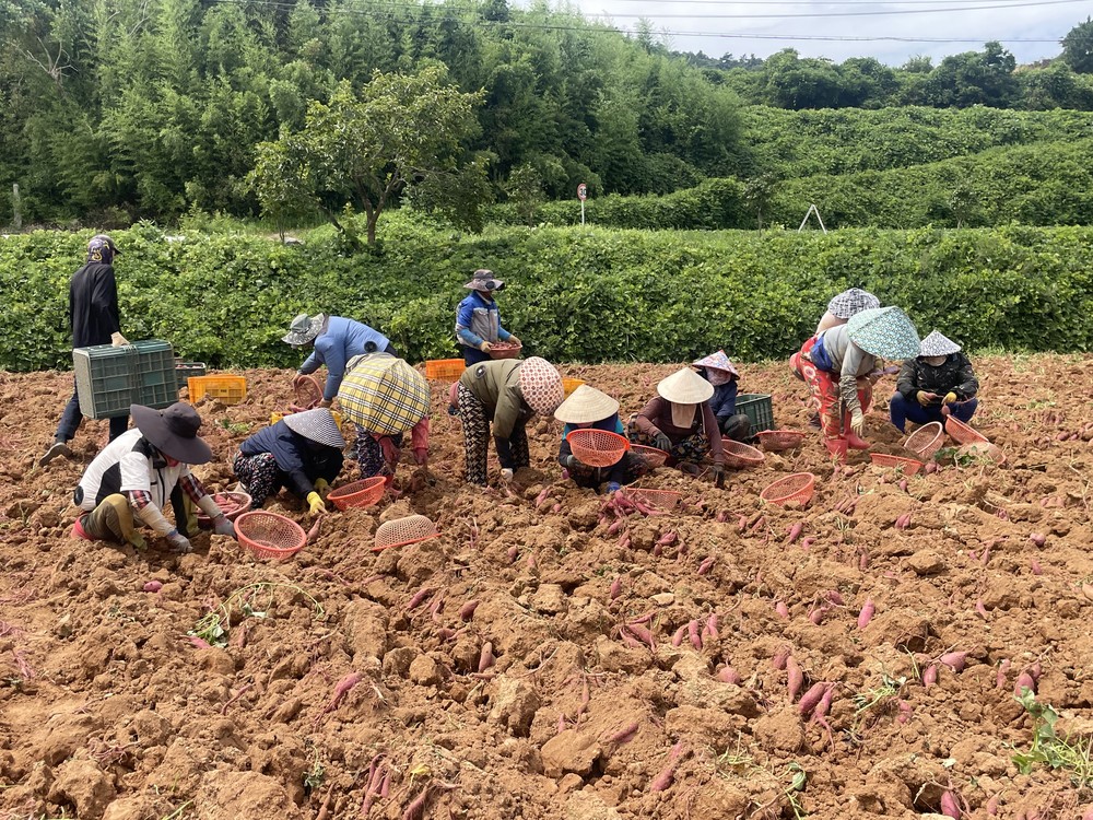 해남군, 여름휴가 겨냥한 햇고구마 ‘진율미’ 본격 수확