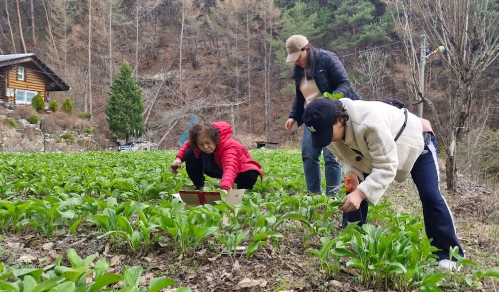 평창군, "강원에서 살아보기 프로그램" 성공적 마무리