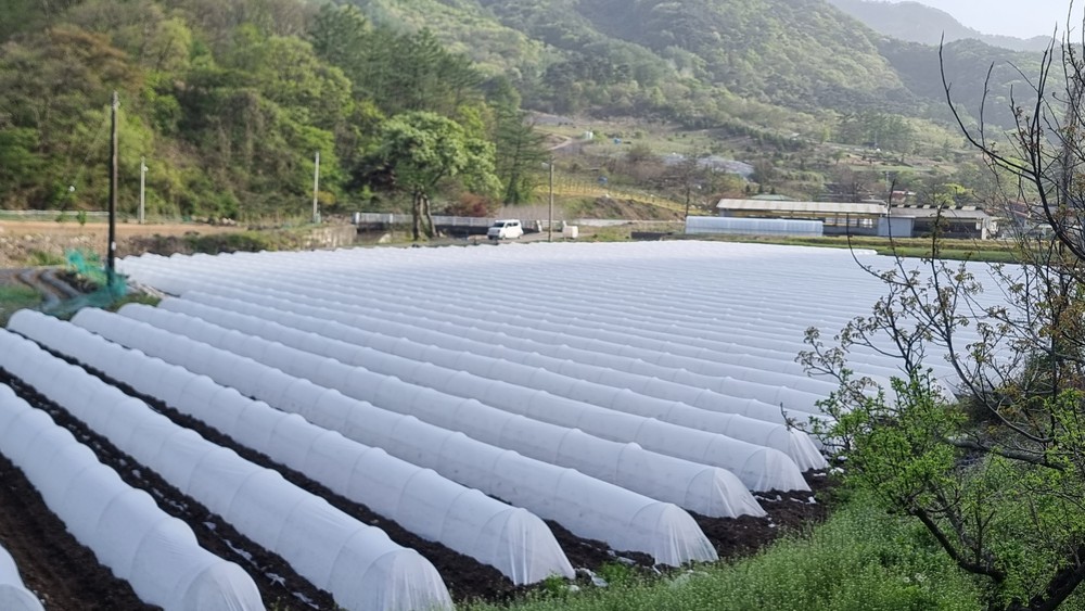 괴산군, 고추 시범사업 및 품종 전시포 현장평가회 개최