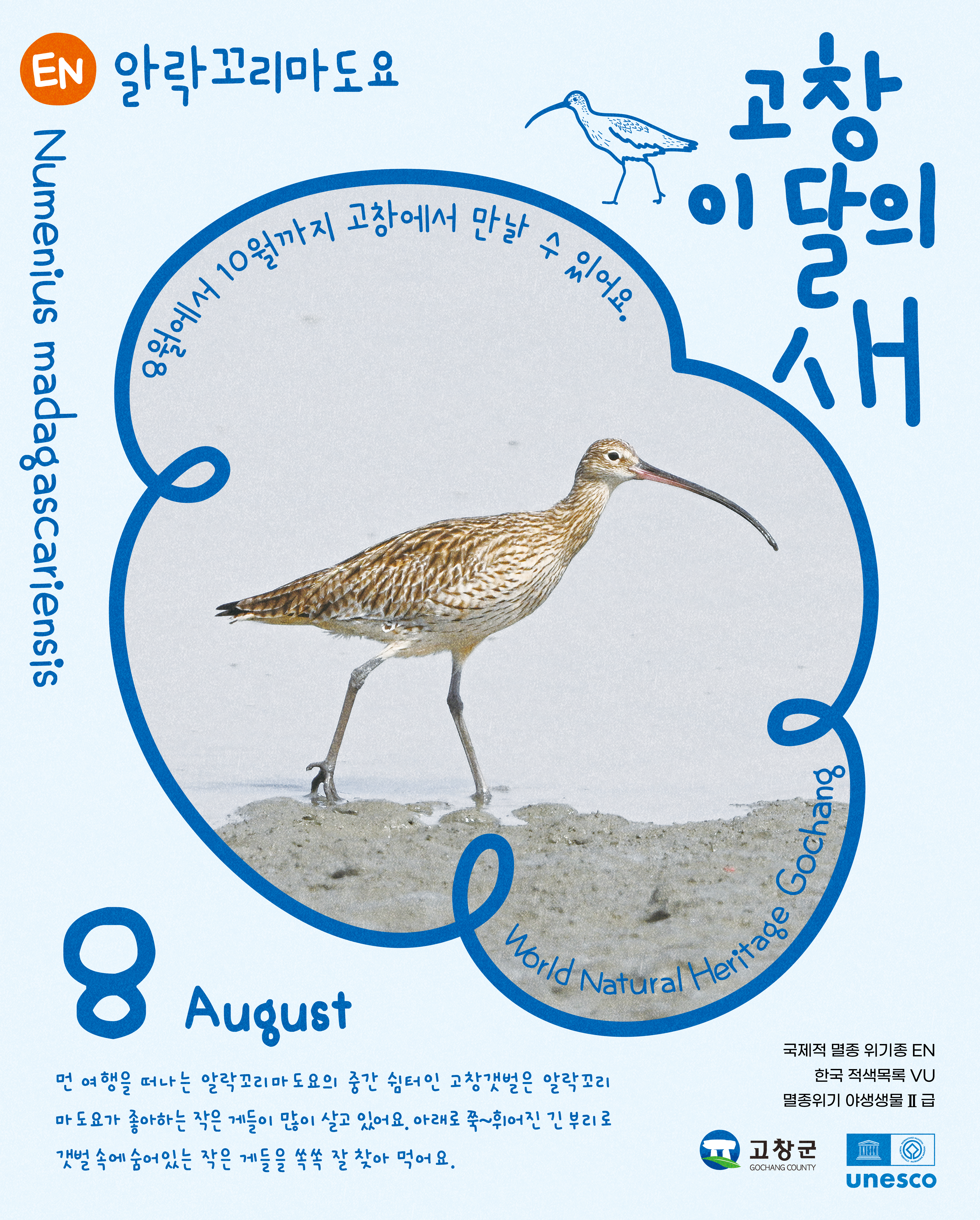 고창군, 멸종위기 철새 ‘알락꼬리마도요’ 8월 고창갯벌 이달의 새로 선정