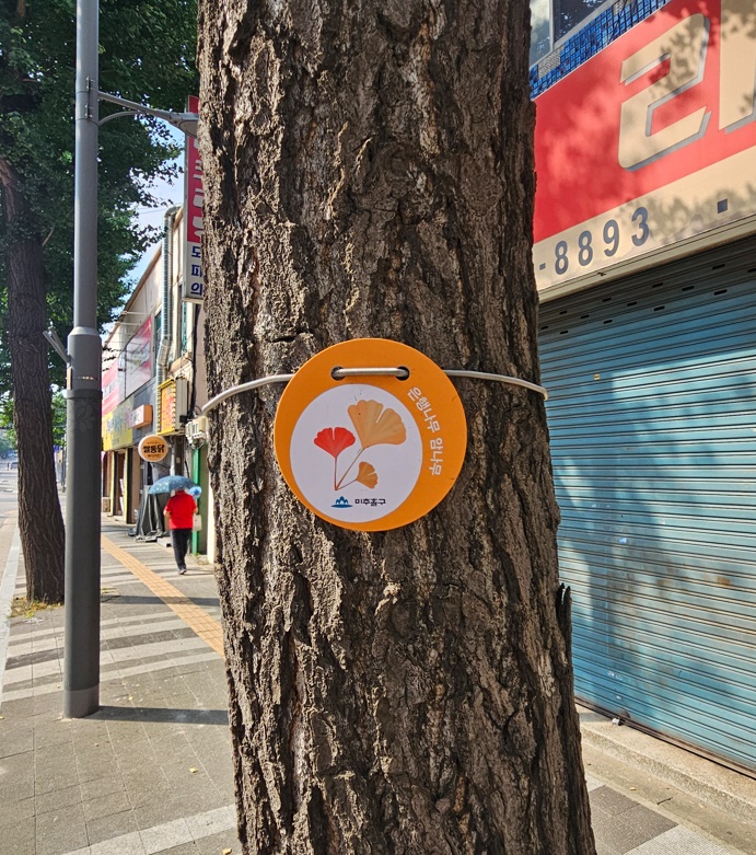 미추홀구, 은행나무 암나무에 ‘식별용 표찰’ 설치