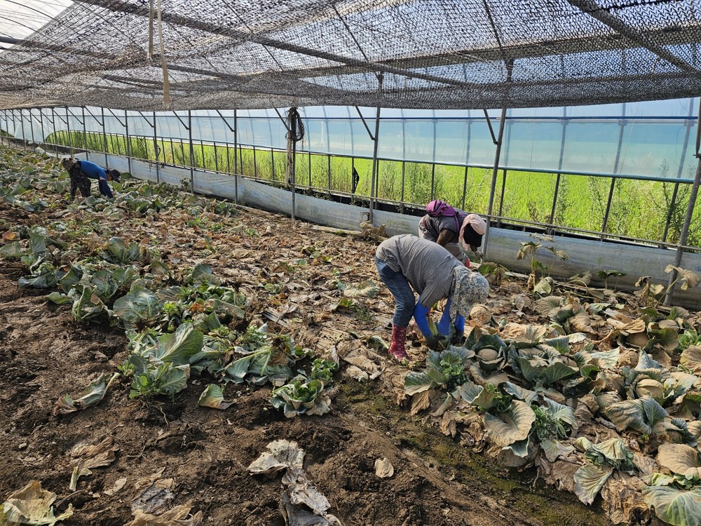 합천군 먹거리통합지원센터 기획생산농가 재해복구 지원