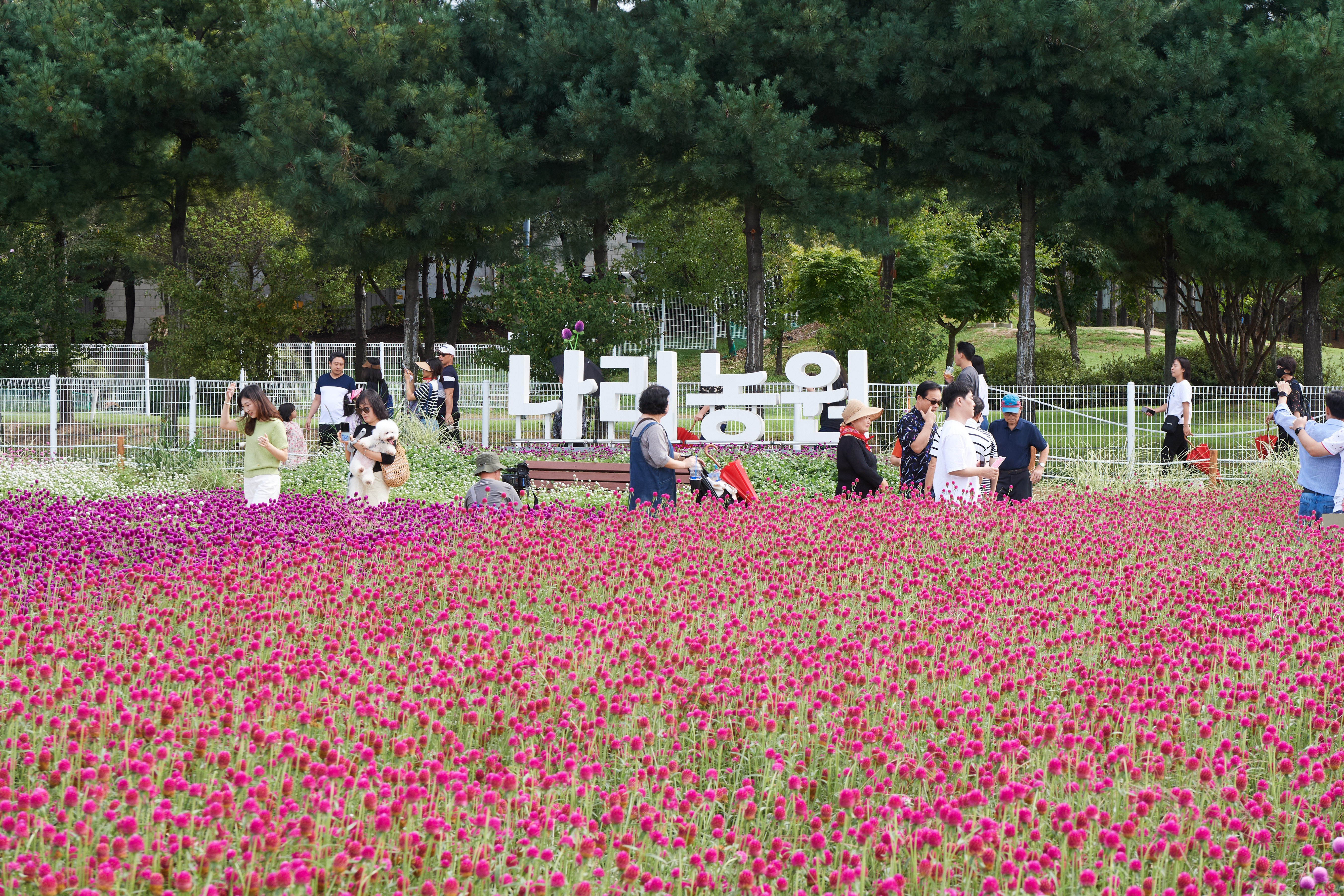 양주나리농원, 9월 정기 개장 준비 박차…입장료 환급제로 지역 상권과 상생