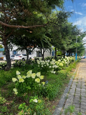 수국처럼 활짝, 함께 살고 싶은 백운으로