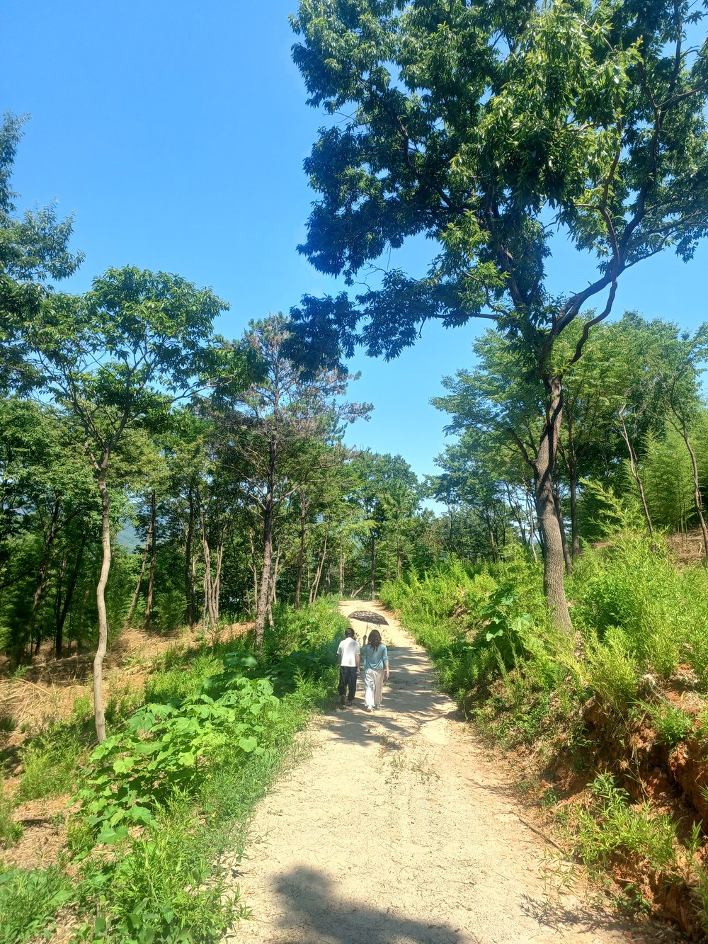 고성군, 산불예방 숲가꾸기 사업으로 만림산 임도길 자연 그대로 “걷기 좋은 숲길”로 재탄생