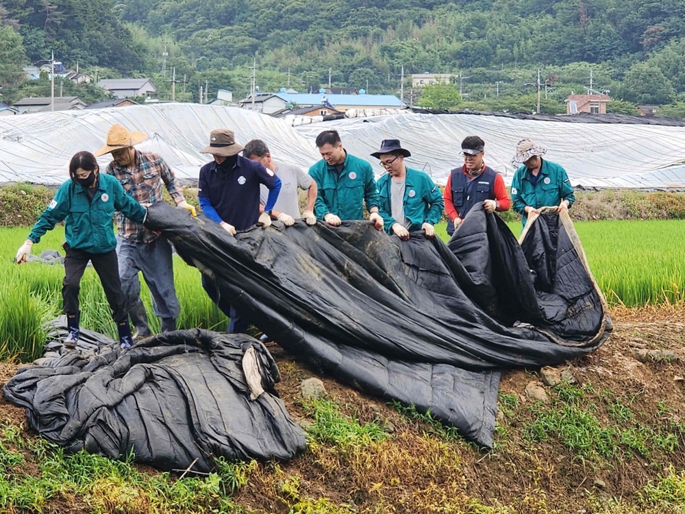 밀양시 초동면, 집중호우 피해 농가 일손 돕기 실시
