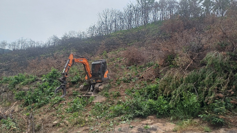의성군, 산불피해지 위험목 제거 사업 추진
