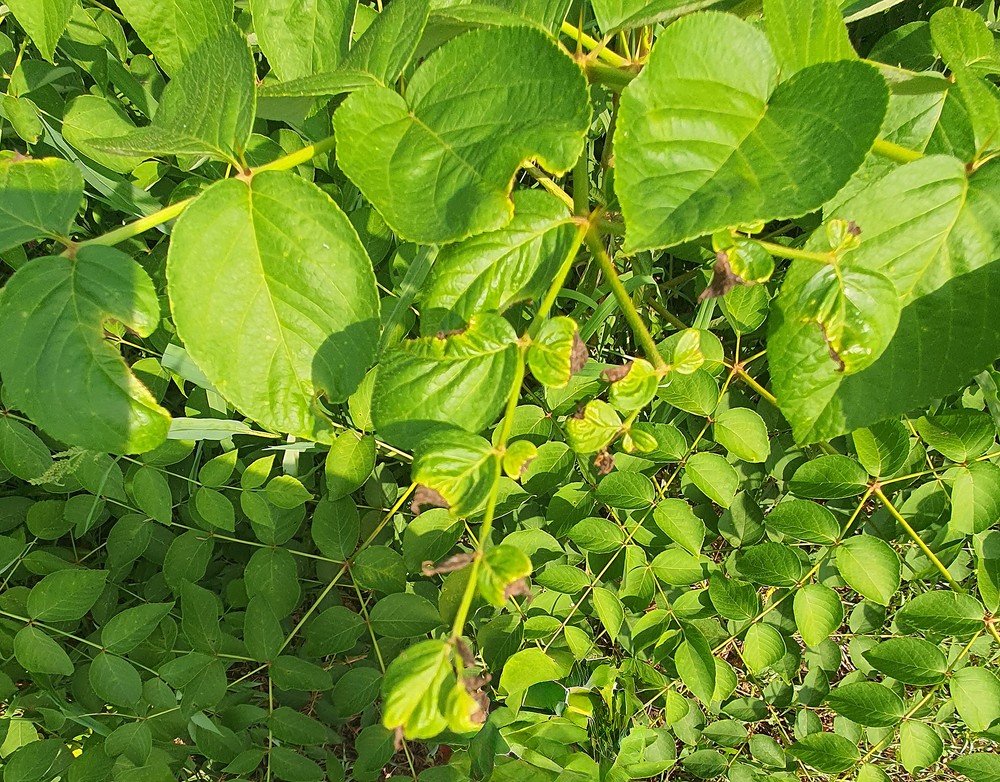 충북농기원, 두릅 역병 사전 예방 관리 강조
