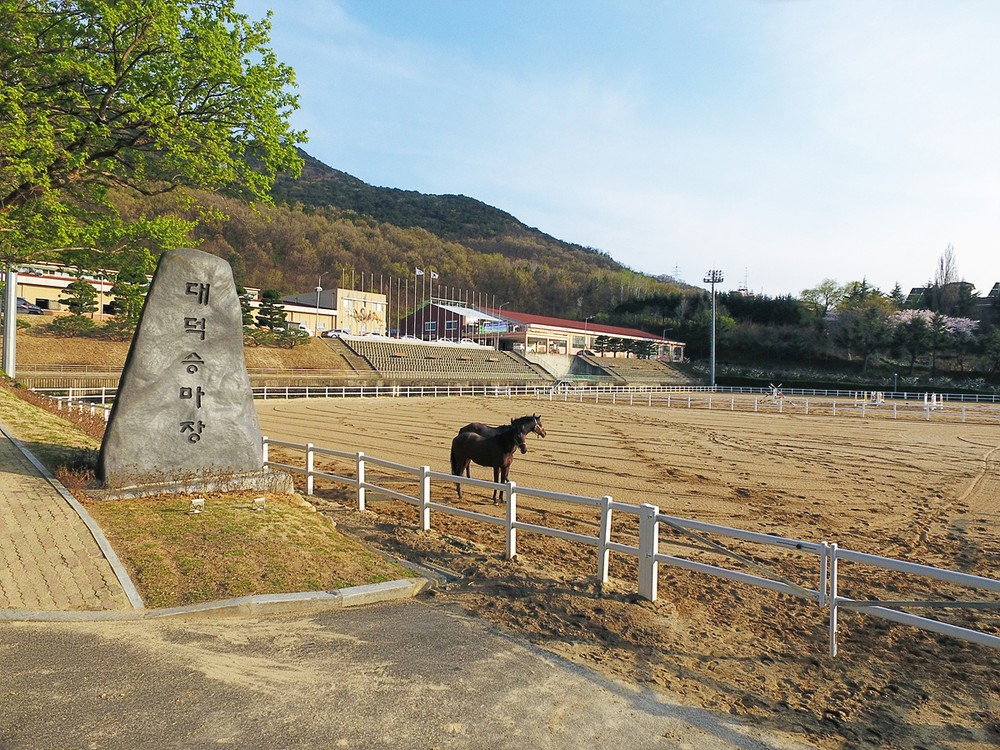 대덕승마장, ‘2025년 실버 힐링승마 시범사업’ 운영
