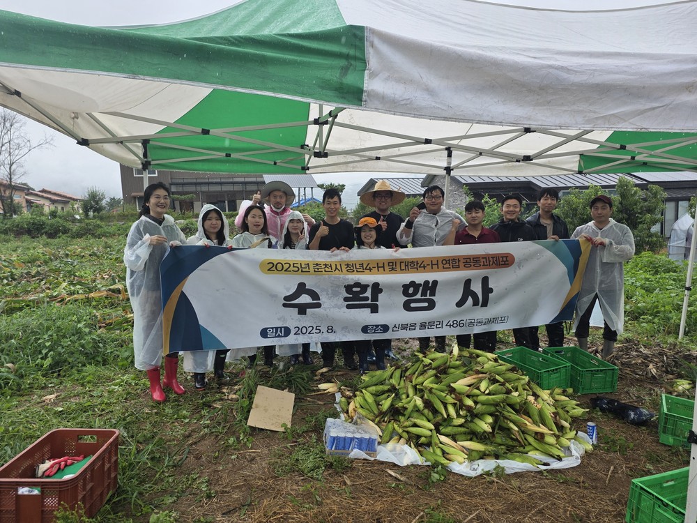 춘천시청년4-H연합회, 옥수수 수확 행사