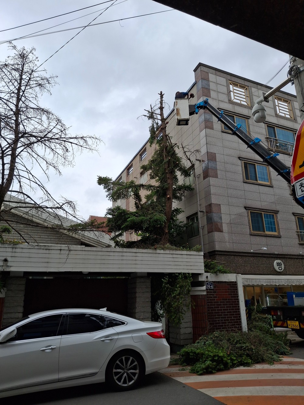 대구 남구, 하반기 생활주변 위험수목 처리 지원사업 실시