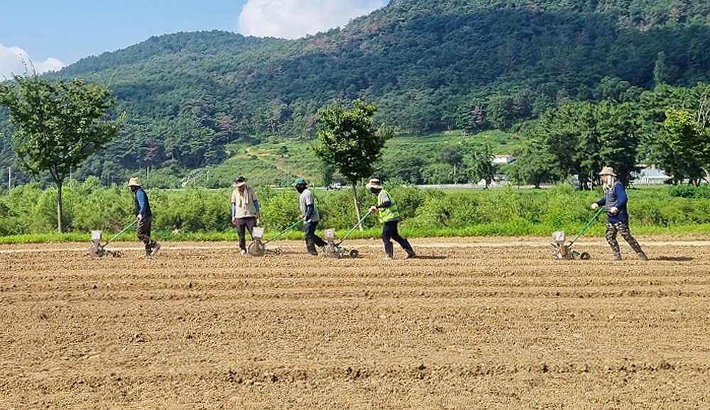 밀양시 산외면, 꽃담뜰에 해바라기·코스모스 파종