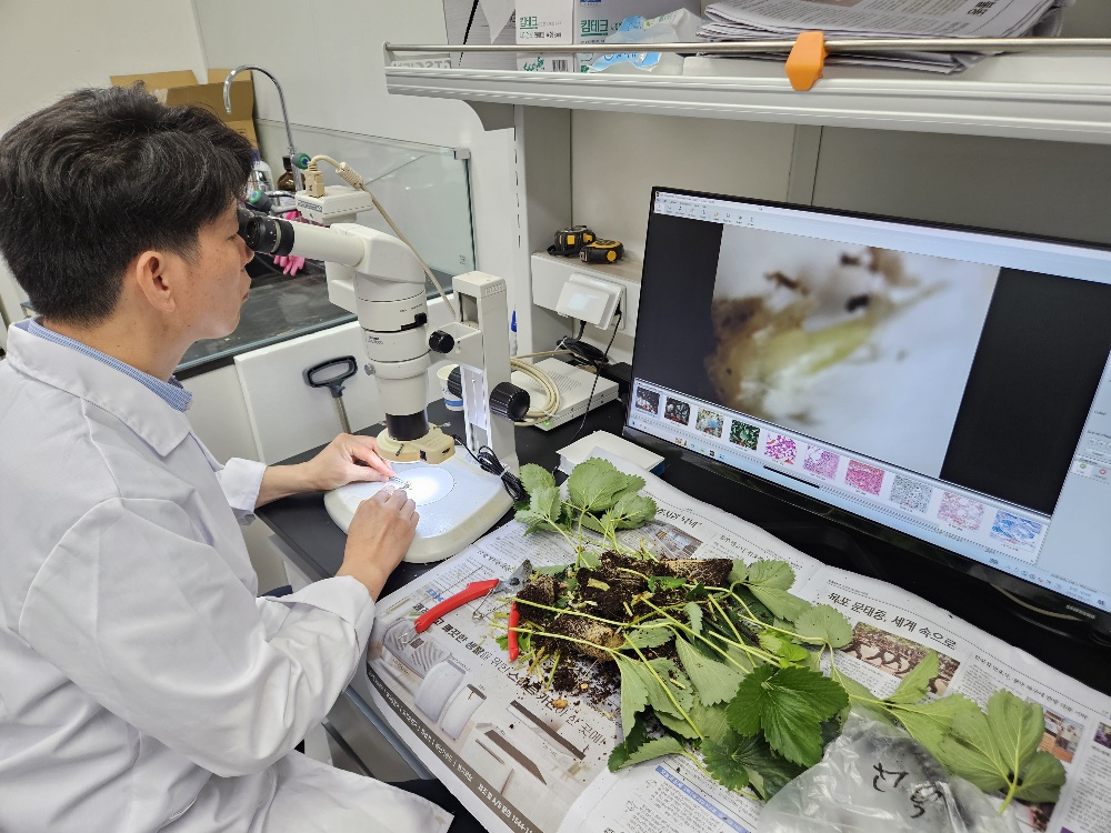 화순군, 딸기 적기 정식을 위한 꽃눈분화 검사 실시
