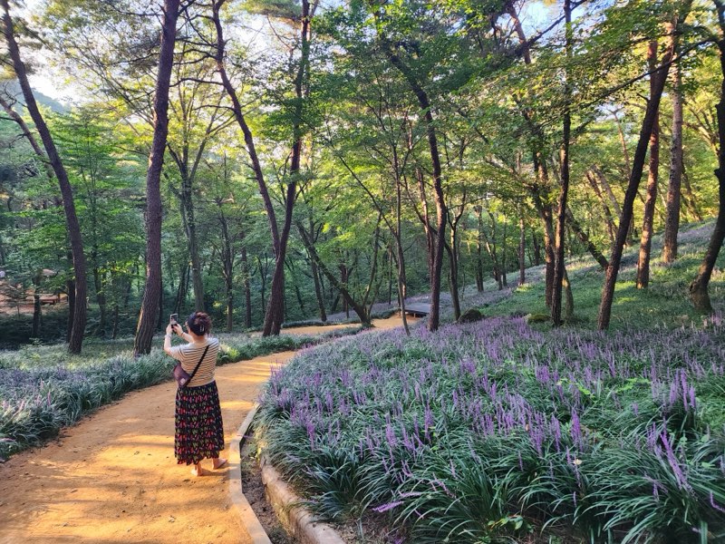 맨발황톳길계의 ‘파인 다이닝’! 영광 물무산행복숲 맨발황톳길