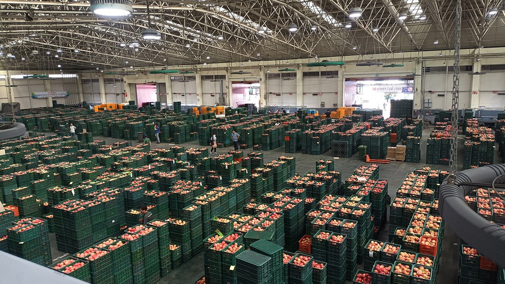 안동시 농수산물도매시장, 청과부류 경매 개시 시각 30분 앞당겨