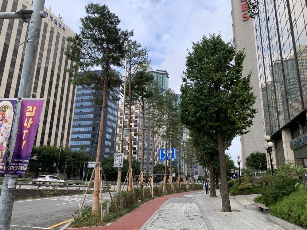 마포대로, 한국 전통 소나무 숲길로 변신