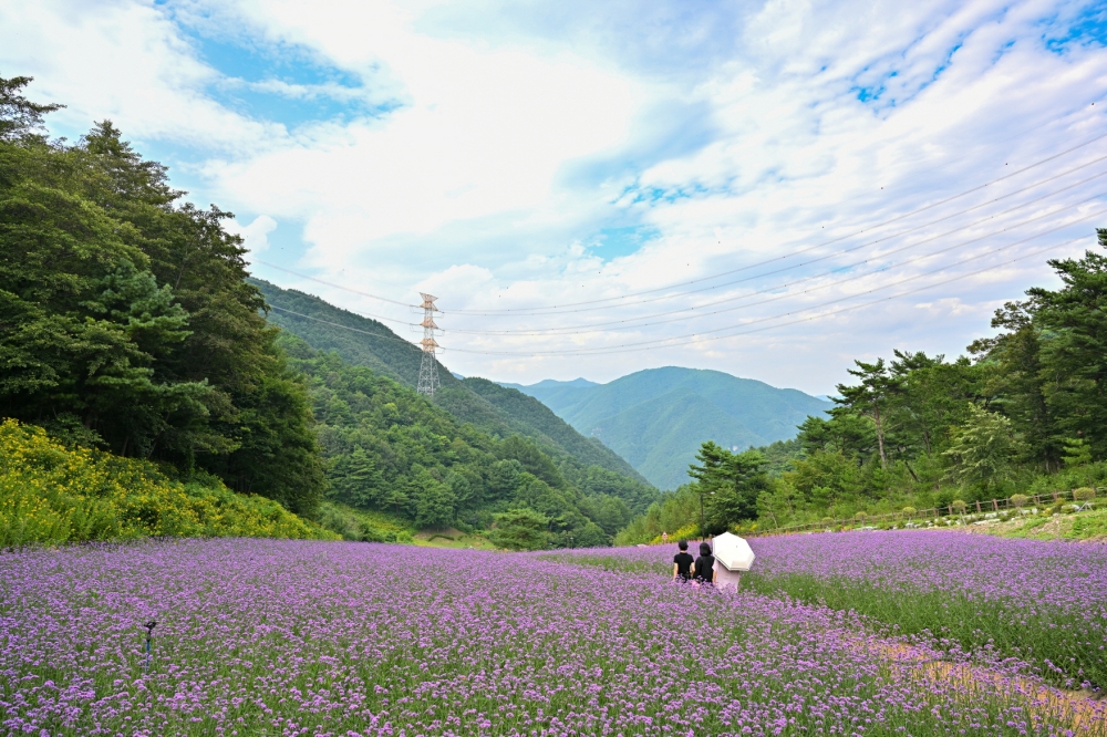 정선군, 병방산군립공원에 보랏빛 버베나로 경관 개선