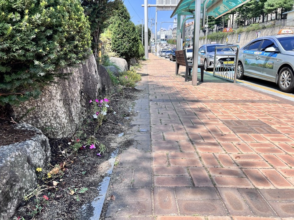 택시기사님들의 마법 손길! 택시승강장에 꽃 웃음 활짝!